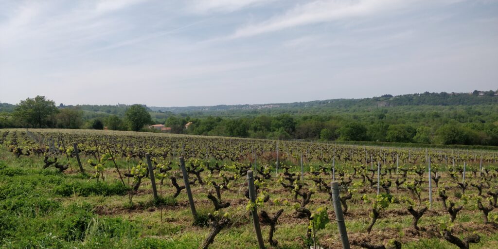 Muscadet Côtes de Grandlieu usiluje o změnu legislativy