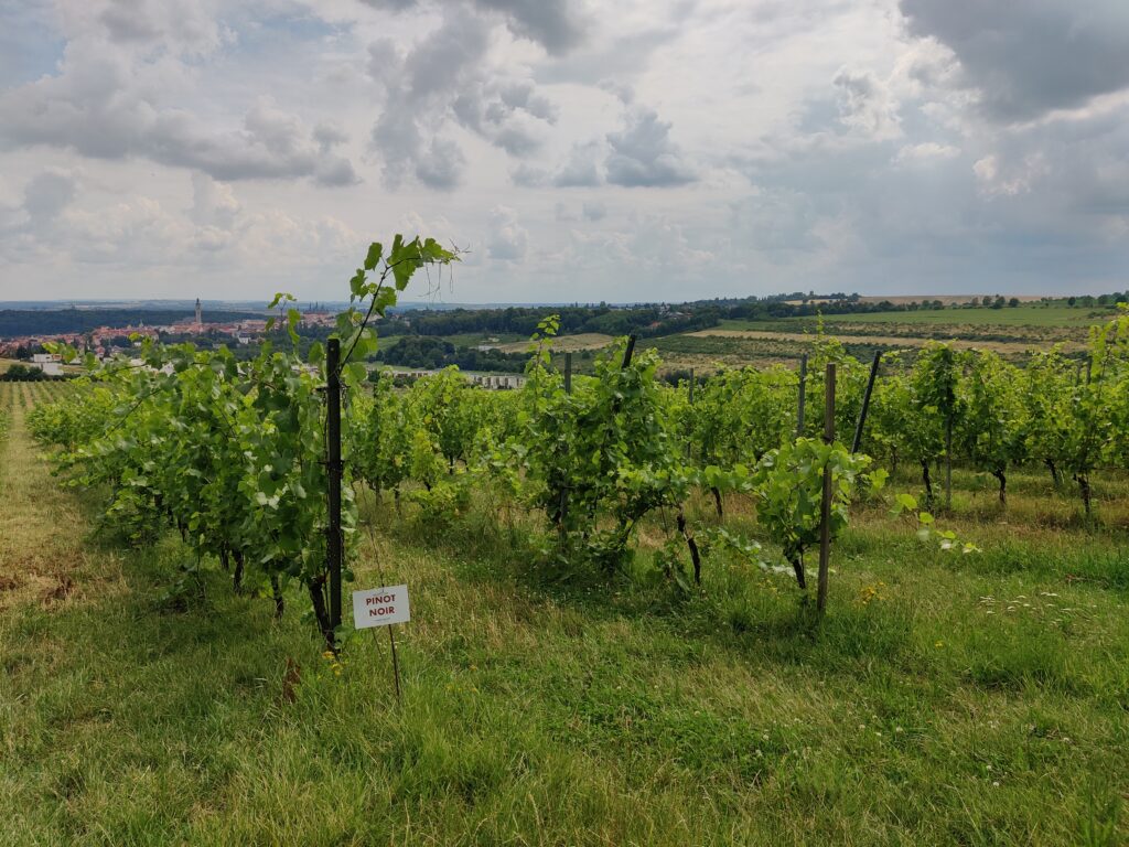Lukáš Rudolfský: Biodynamika není jen křemenáček a roháček
